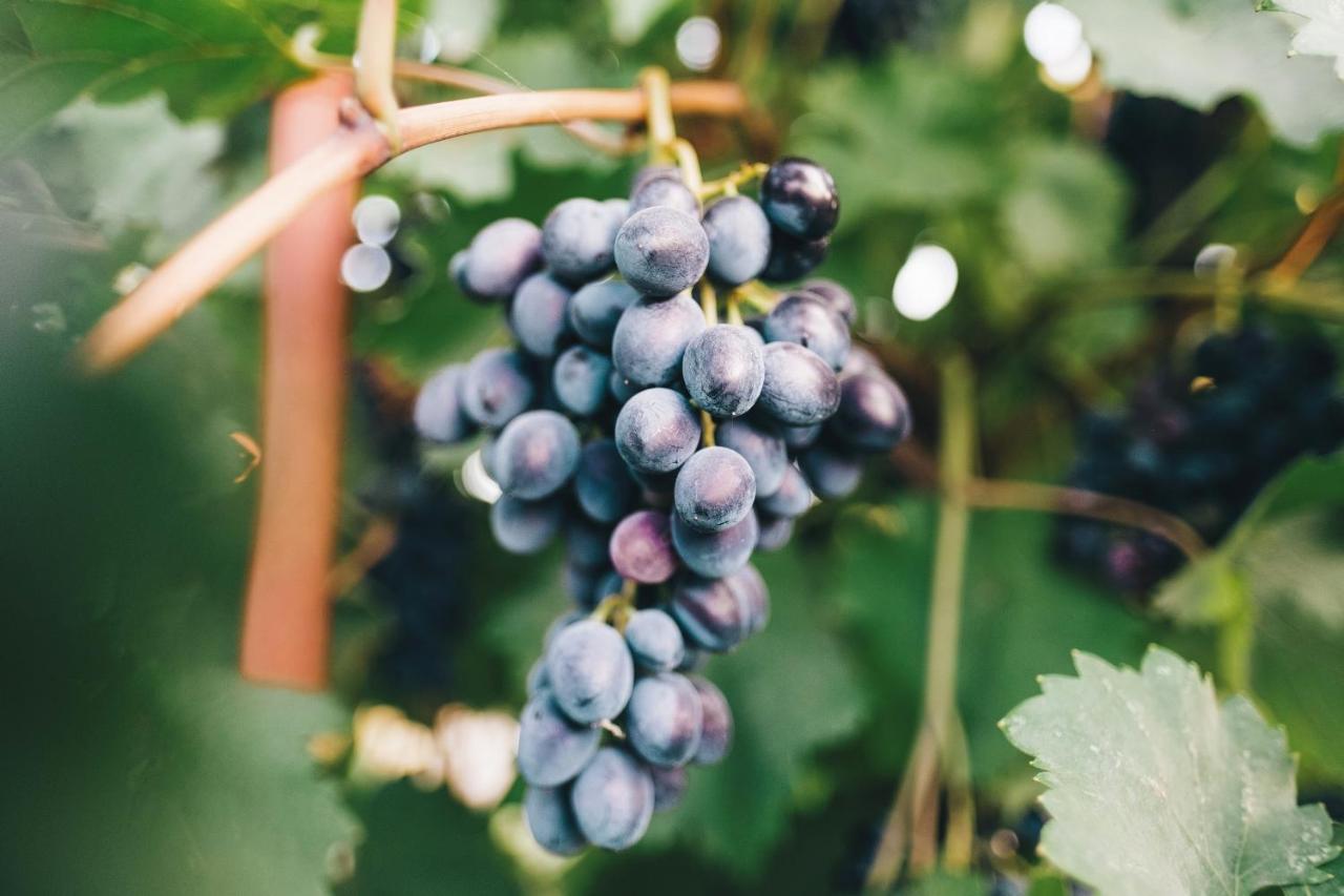 Case Vacanza Podere Risoino 波吉邦西 外观 照片