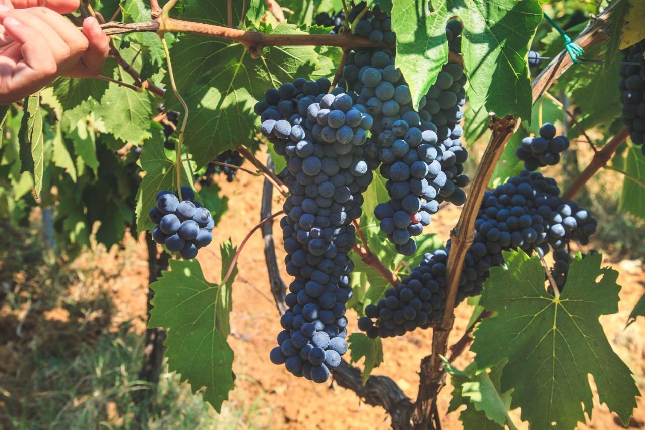 Case Vacanza Podere Risoino 波吉邦西 外观 照片